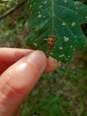 Andricus galeatus