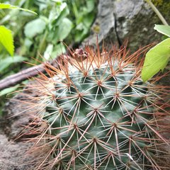Mammillaria hamata