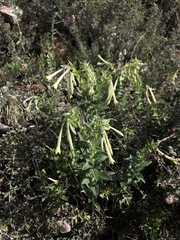 Lithospermum macromeria