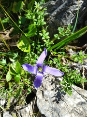 Gentianopsis ciliata ciliata