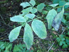 Erysiphe vanbruntiana