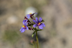 Nemesia azurea