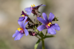 Nemesia azurea