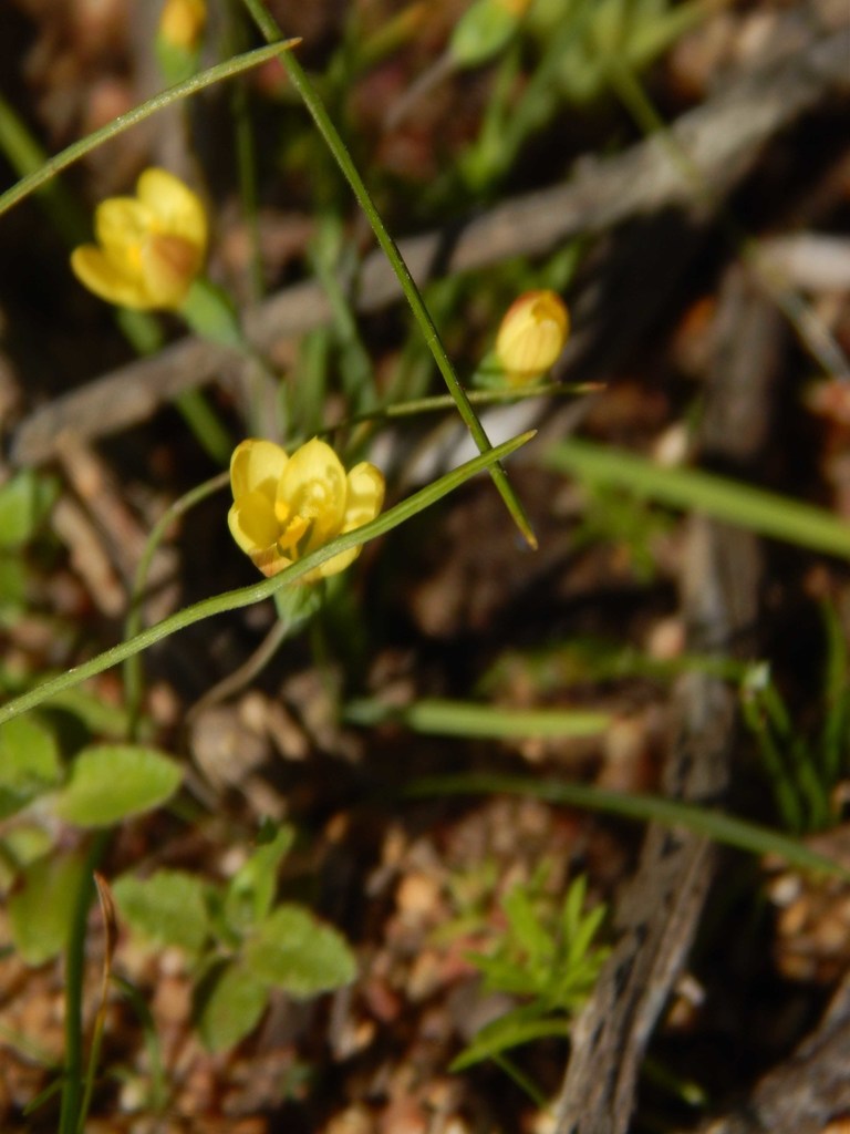 Geissorhiza platystigma, Darling Renosterveld Nature Reserve