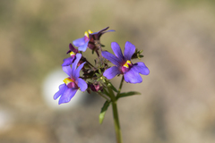 Nemesia azurea