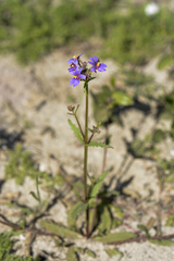 Nemesia azurea