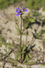 Nemesia azurea