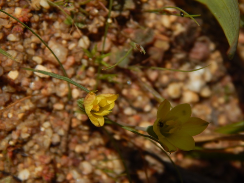 Image of Geissorhiza platystigma by no rights reserved