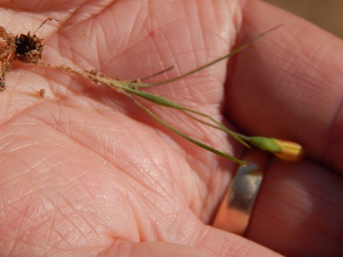 Image of Geissorhiza platystigma by no rights reserved