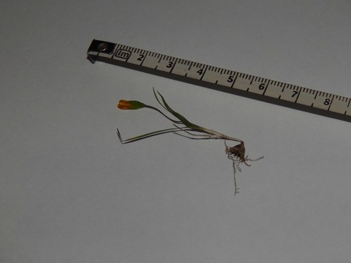 Geissorhiza platystigma