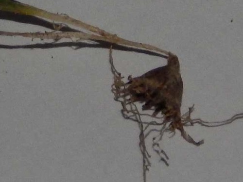 Image of Geissorhiza platystigma by no rights reserved