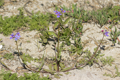 Nemesia azurea