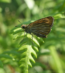 Thymelicus sylvaticus