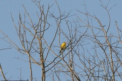 Oriolus chinensis diffusus
