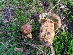 Butyriboletus subappendiculatus
