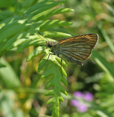 Thymelicus sylvaticus