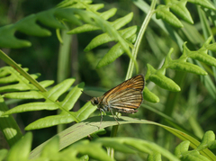 Thymelicus sylvaticus