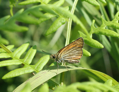 Thymelicus sylvaticus