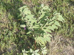 Solanum elaeagnifolium