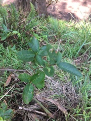 Lonicera involucrata