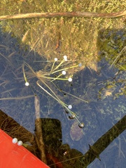 Eriocaulon aquaticum