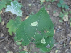 Phyllonorycter sagitella