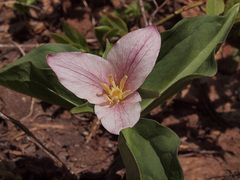 Trillium ovatum ovatum