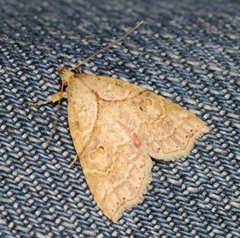 Olulis puncticinctalis