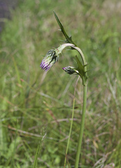 Cirsium sieboldii