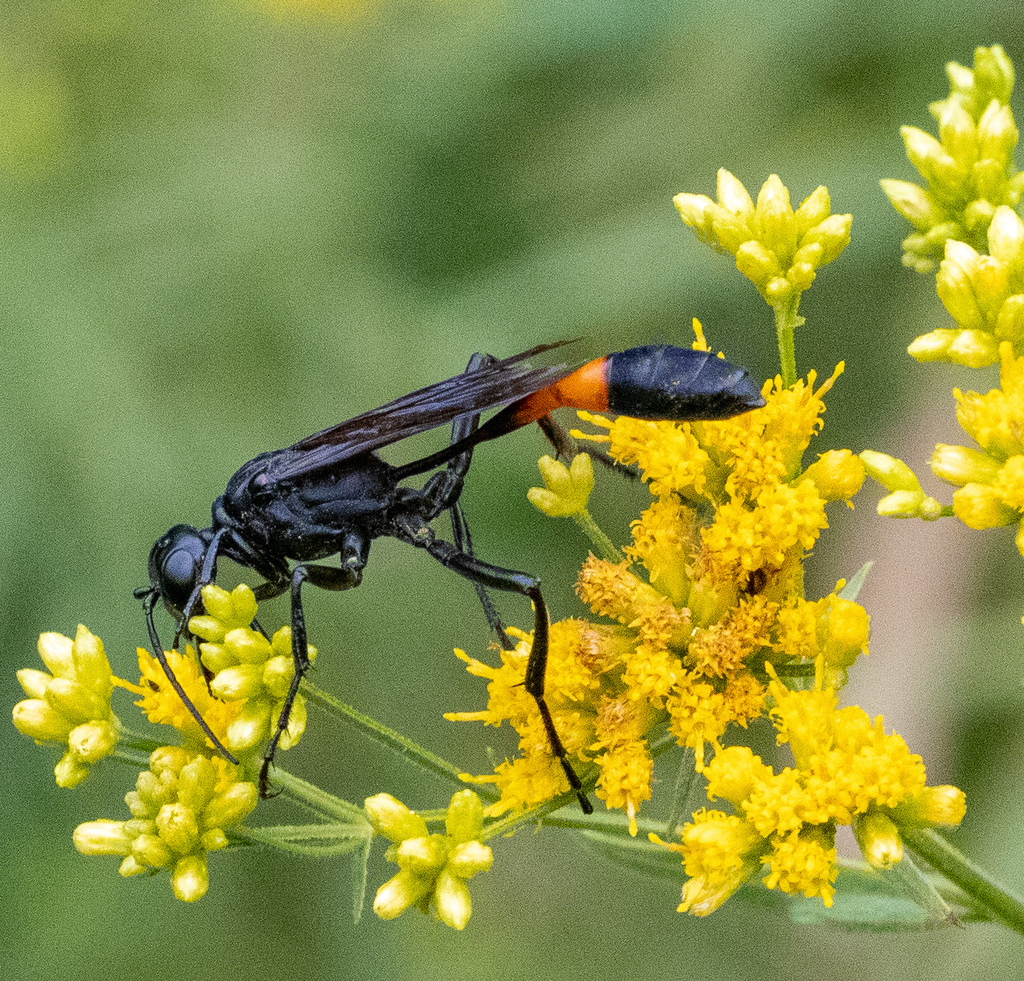 Ammophila nigricans