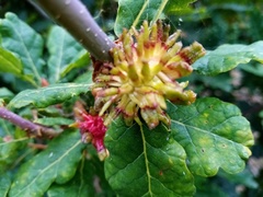 Andricus grossulariae