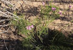 Polygala ericifolia
