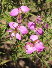 Polygala ericifolia