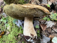 Boletus nobilis