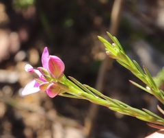 Polygala ericifolia
