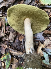 Boletus nobilis