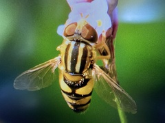 Parhelophilus integer