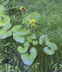 Ligularia fischeri