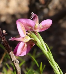 Polygala ericifolia