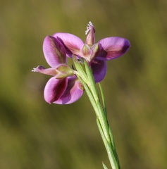 Polygala ericifolia