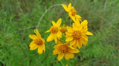 Verbesina parviflora