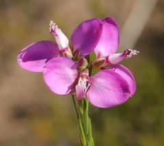 Polygala ericifolia