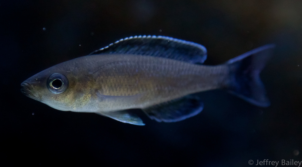 Sardine Cichlid