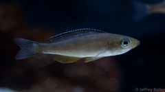 Sardine Cichlid photo 2