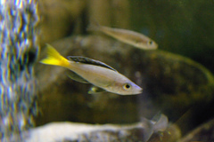 Sardine Cichlid photo 3