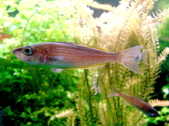 Sardine Cichlid photo 4