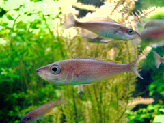 Sardine Cichlid photo 5