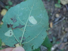 Phyllonorycter sagitella