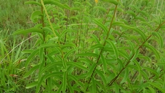 Verbesina parviflora