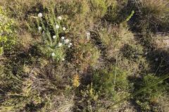 Erica dispar